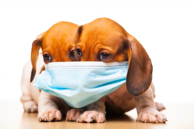 犬がくしゃみをする理由を解説！見逃せない、病院に行くべき症状とは